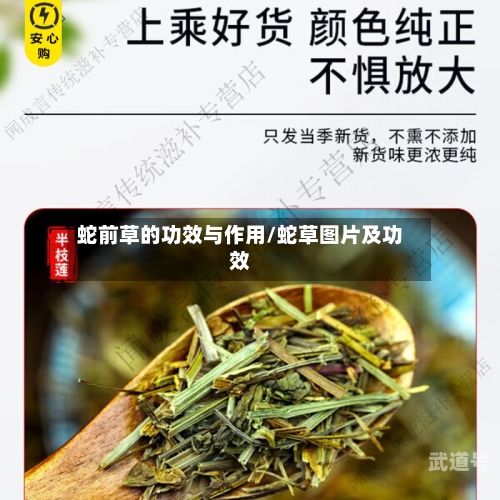 蛇前草的功效与作用/蛇草图片及功效