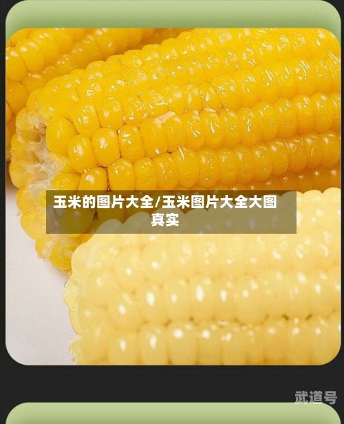 玉米的图片大全/玉米图片大全大图真实