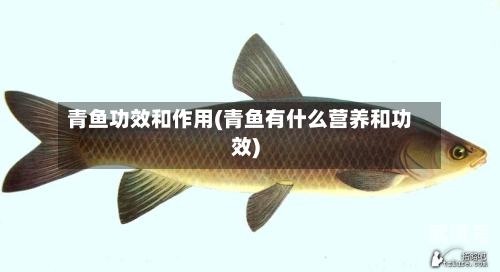 青鱼功效和作用(青鱼有什么营养和功效)-第3张图片