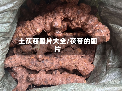 土茯苓图片大全/茯苓的图片-第1张图片