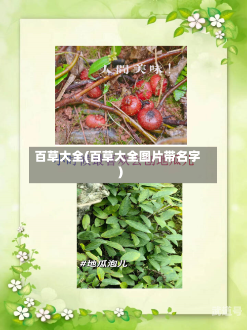 百草大全(百草大全图片带名字)