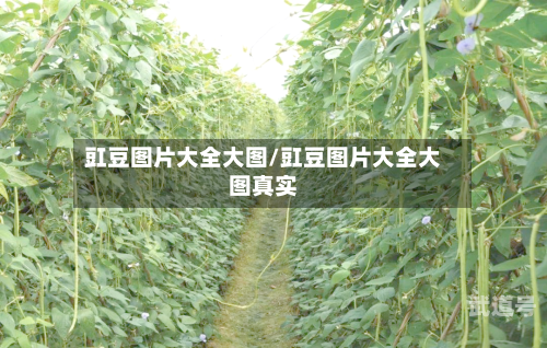 豇豆图片大全大图/豇豆图片大全大图真实-第1张图片
