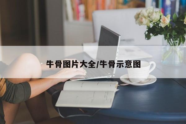 牛骨图片大全/牛骨示意图