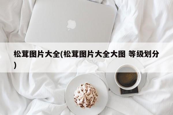 松茸图片大全(松茸图片大全大图 等级划分)